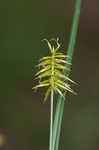 Bristly flatsedge